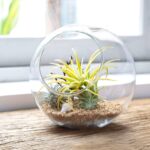 Mkono Plant Terrarium