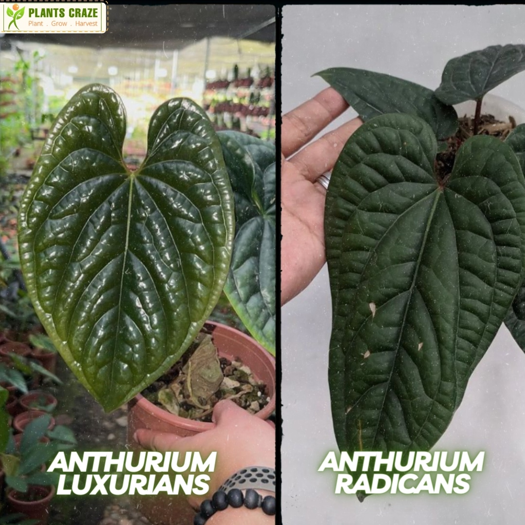 Difference between in the leaves of Anthurium Luxurians vs Radicans.