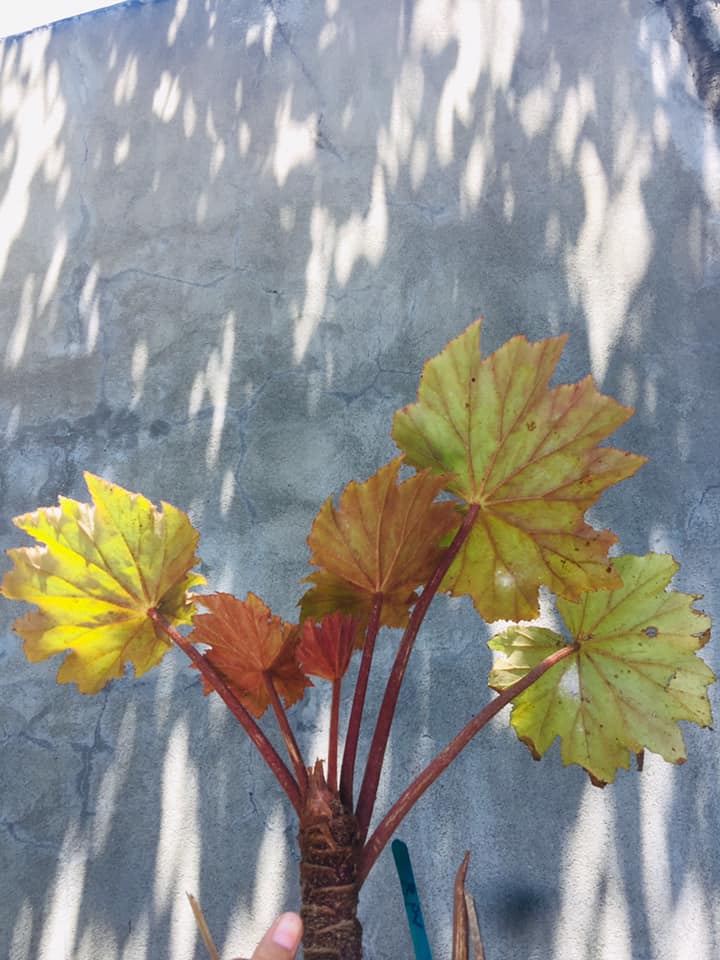 Dry Begonia leaves