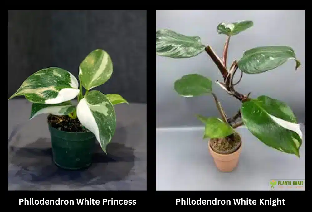 Philodendron White Princess on the left and White knight on the right