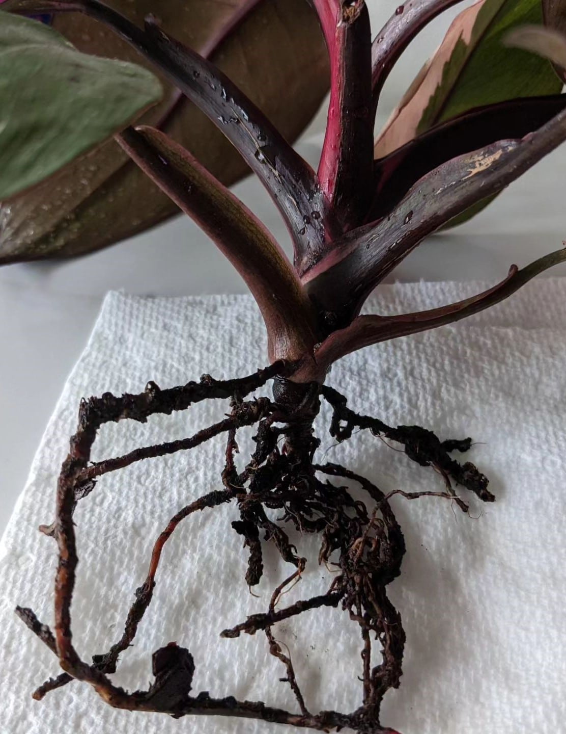 Root of Philodendron over a paper towel