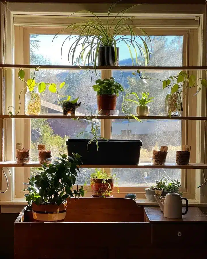 lots of plants in window sill shelf