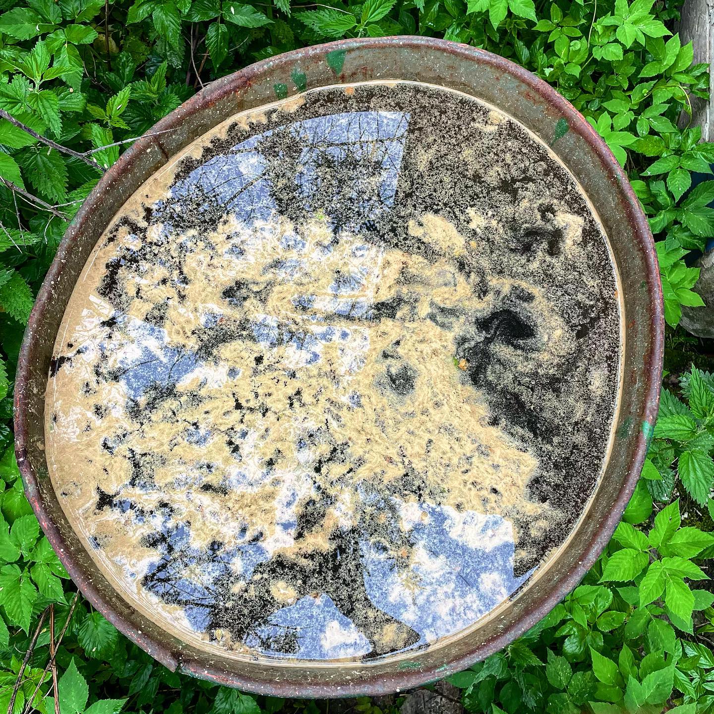 pine pollen on water
