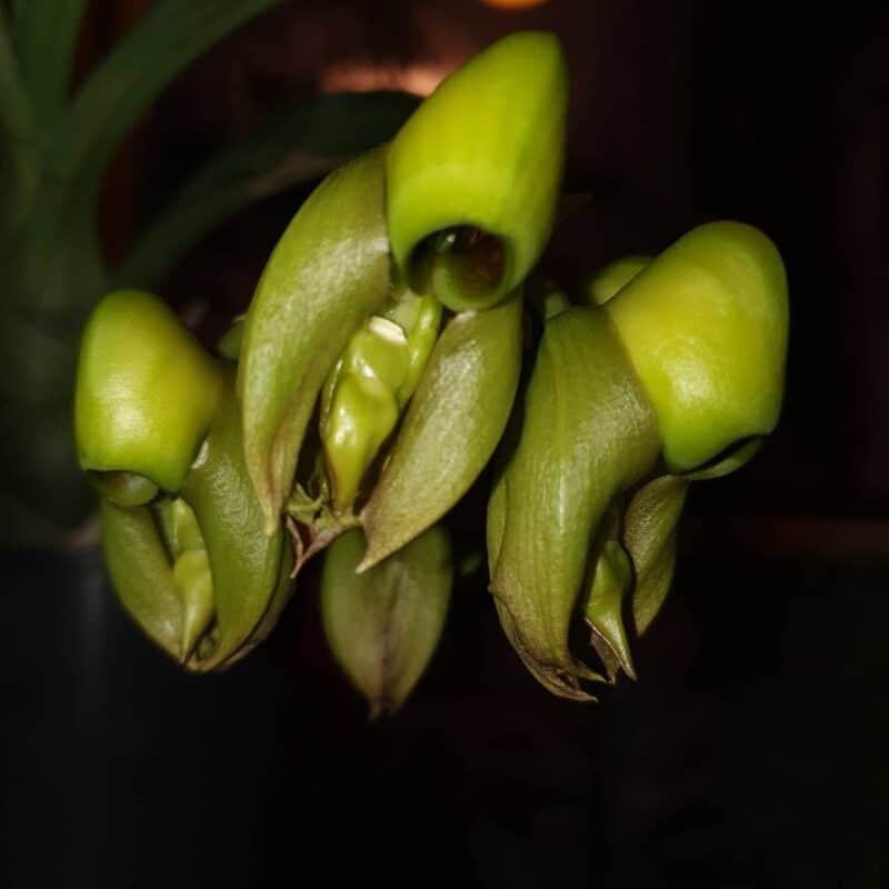 Flowers That Look Like Skulls Spooky Wonders Of The Nature