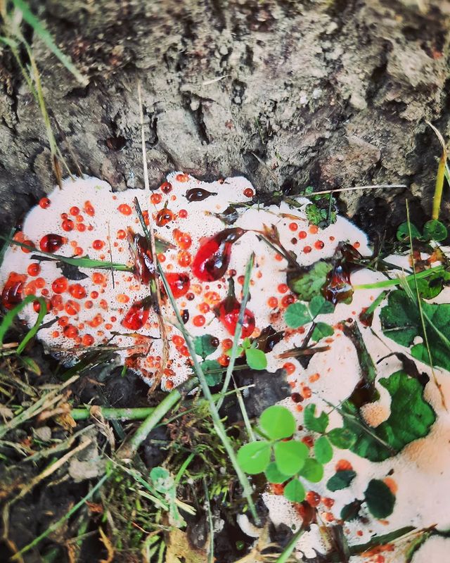 A chunk of bleeding tooth fungus at the base of a giant tree.