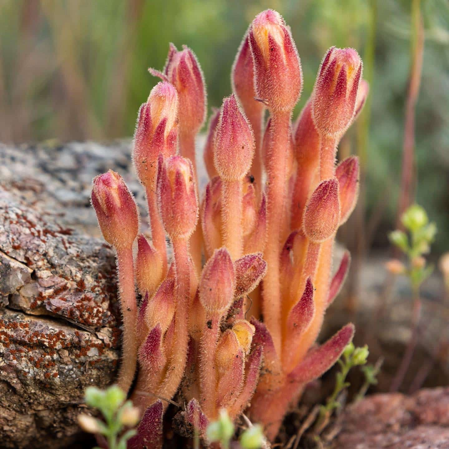 Broomrape plant depending on the nearby tree the scariest way in the forest.