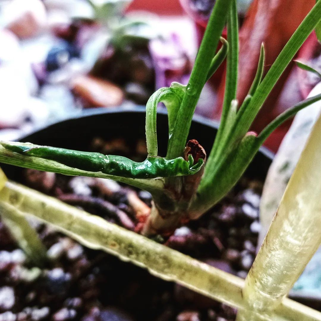 A stuck leaf at the bottom of the plant.