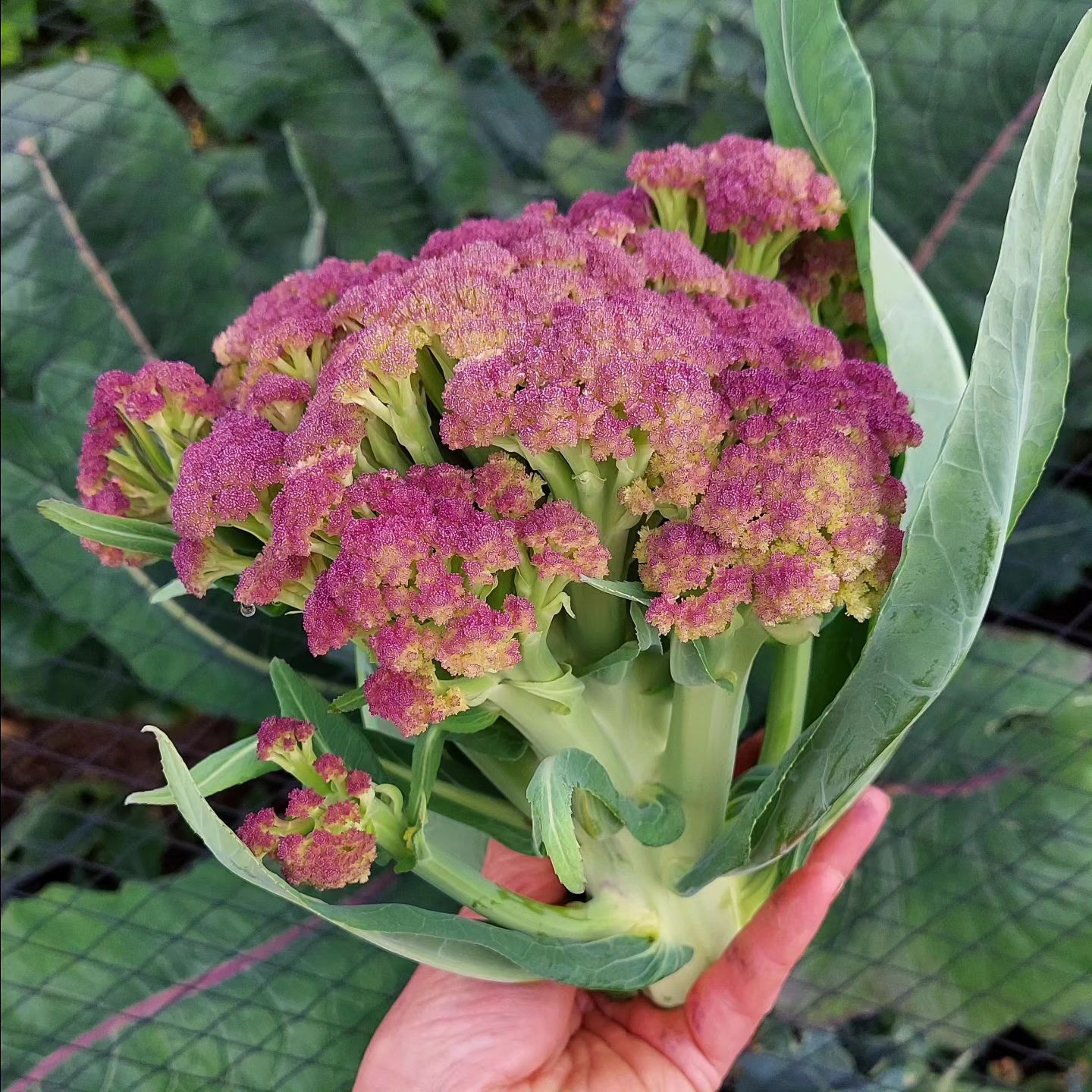 Purple Cauliflower 