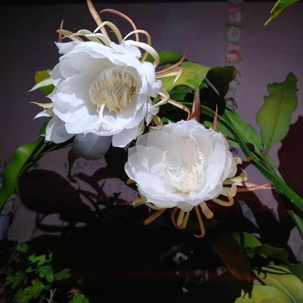 A portrait of two Kadupul flowers blooming.