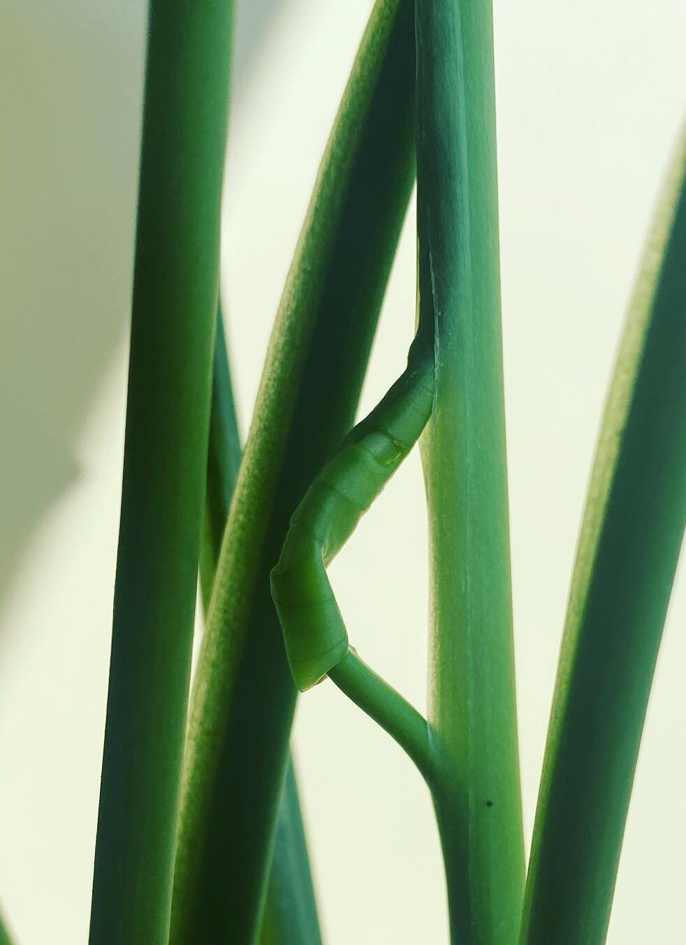 A leaf failing to unfurl among the stem.