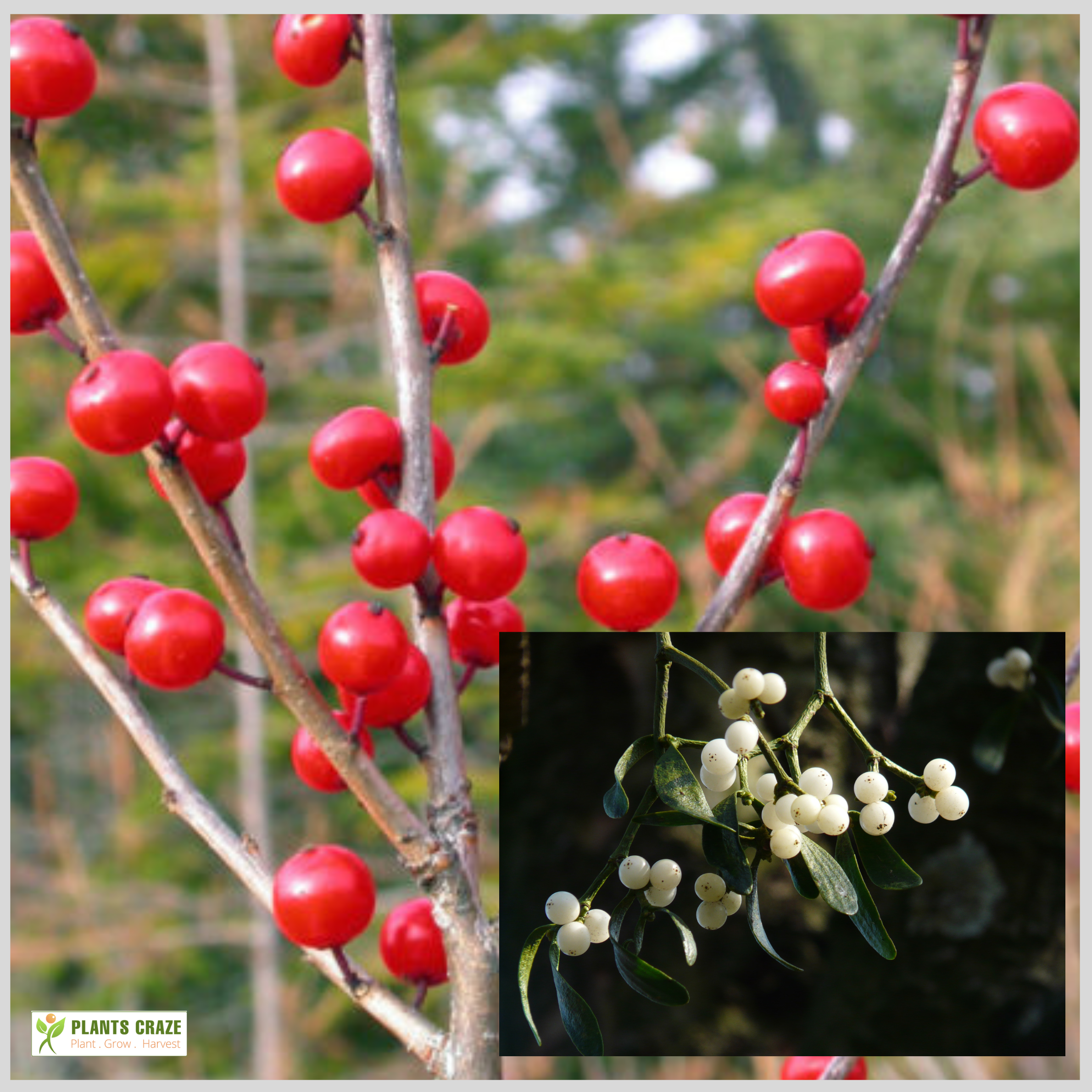 Mistletoe fruits