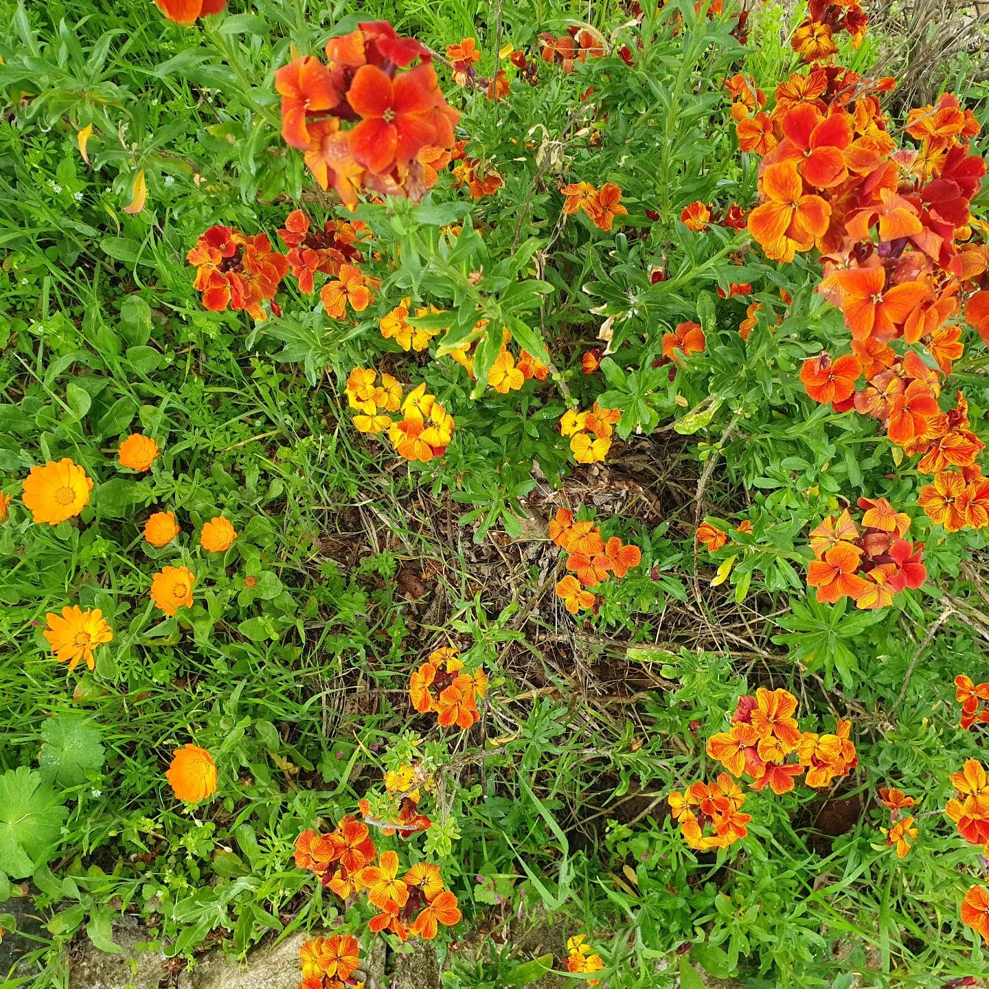A bunch of yellow and orange flowers growing in a garden.