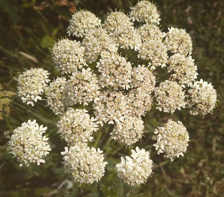 A close shot of bunch of blooming Water Hemlock.