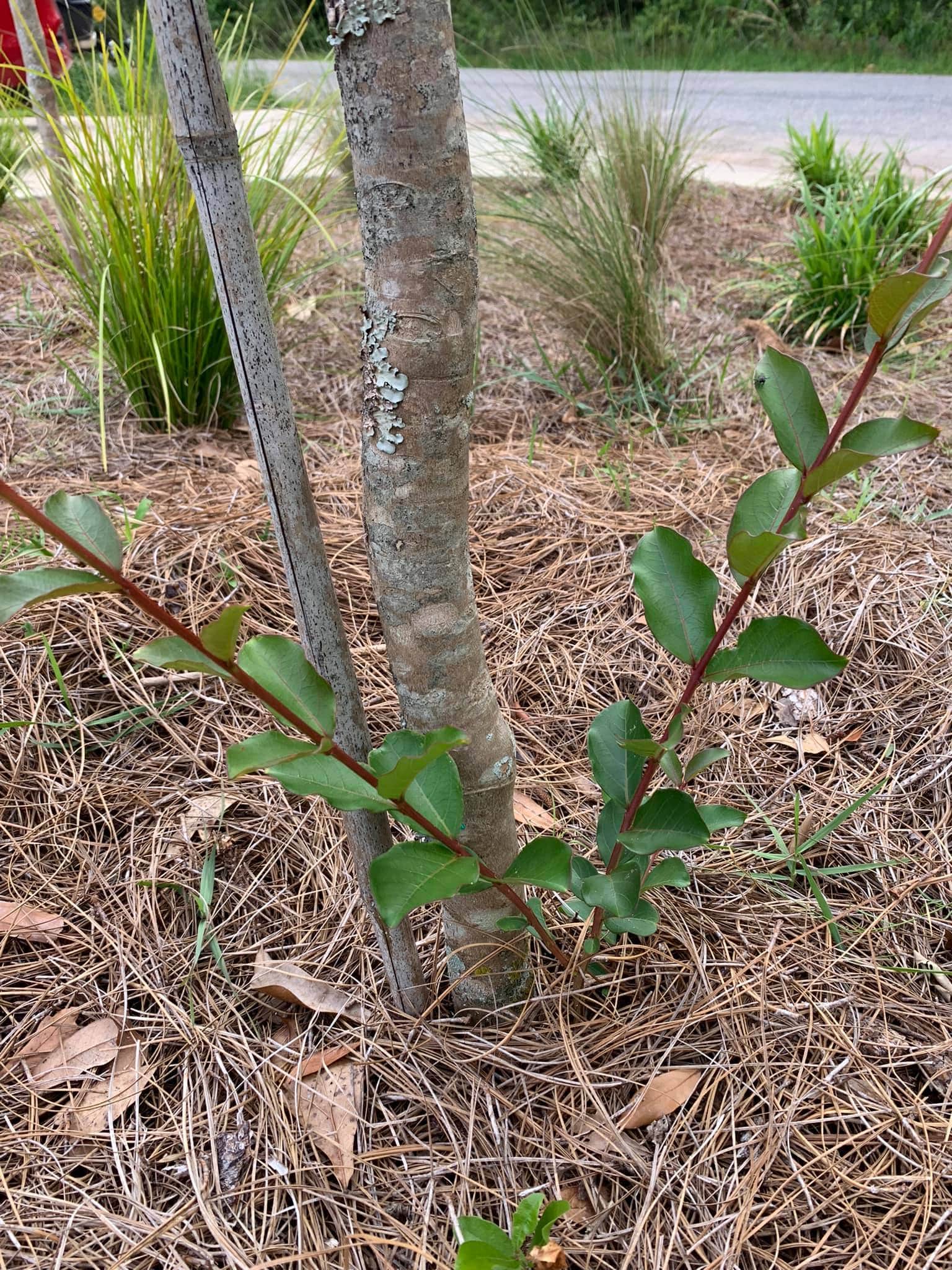 Crepe Myrtle Suckers