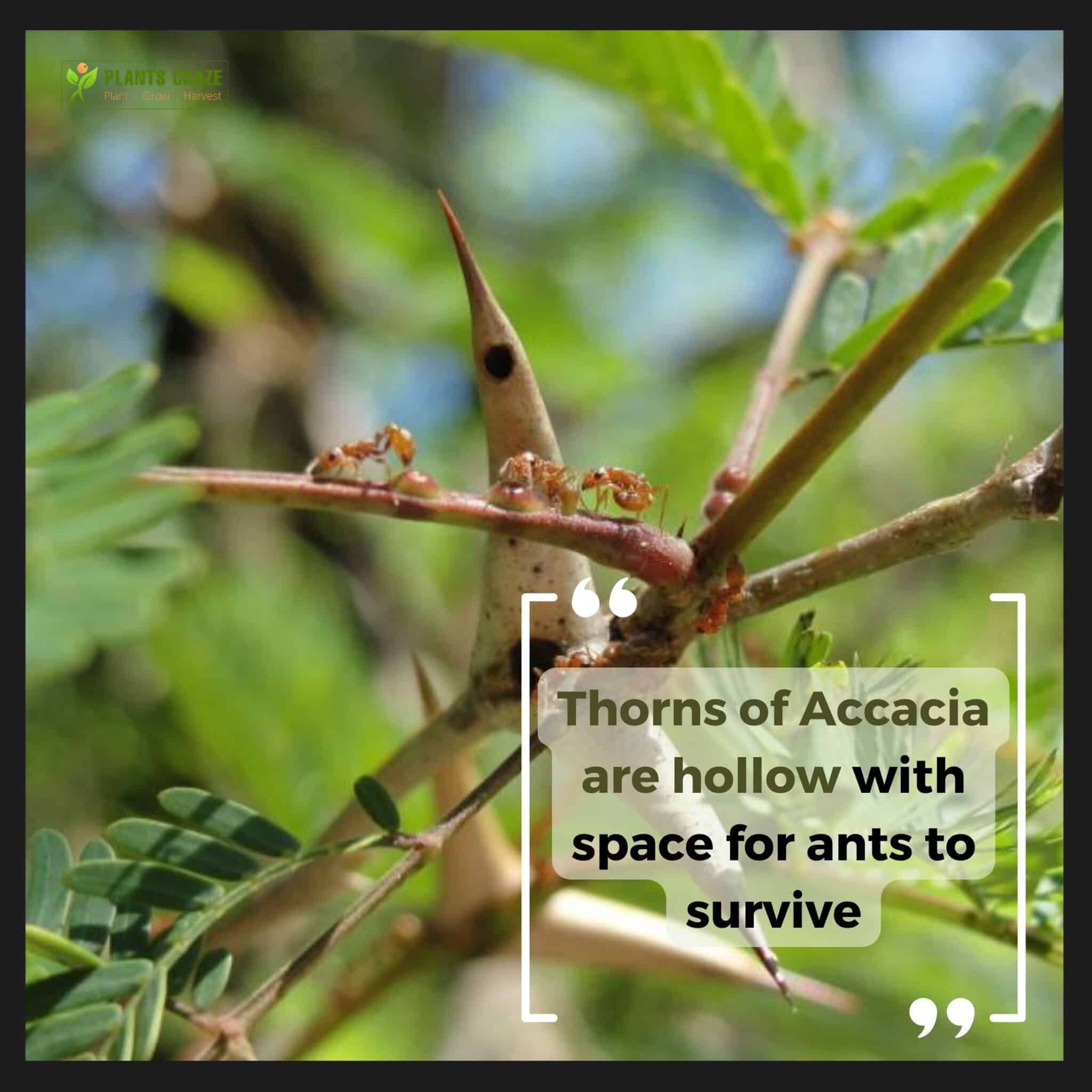 Image illustrates the ants and Acacia Bullhorn thorns