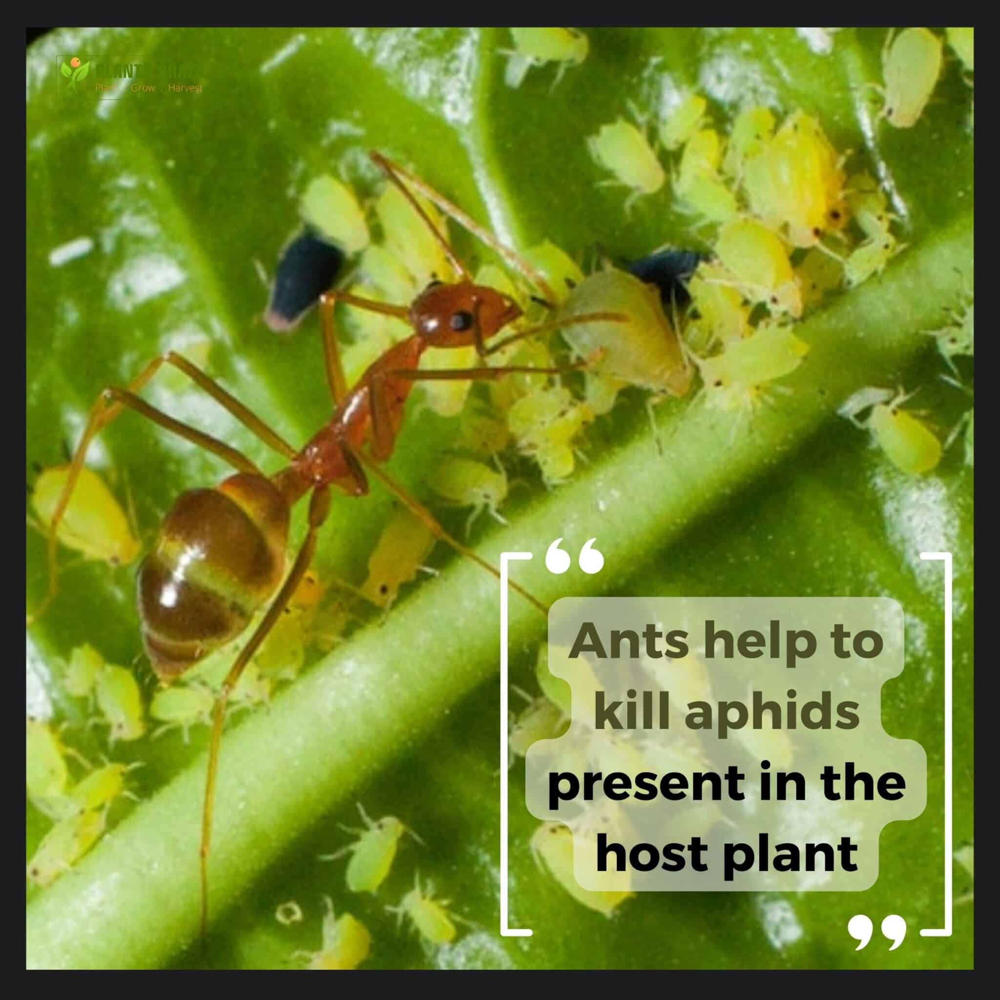 Image illustrates ants hunting for aphids