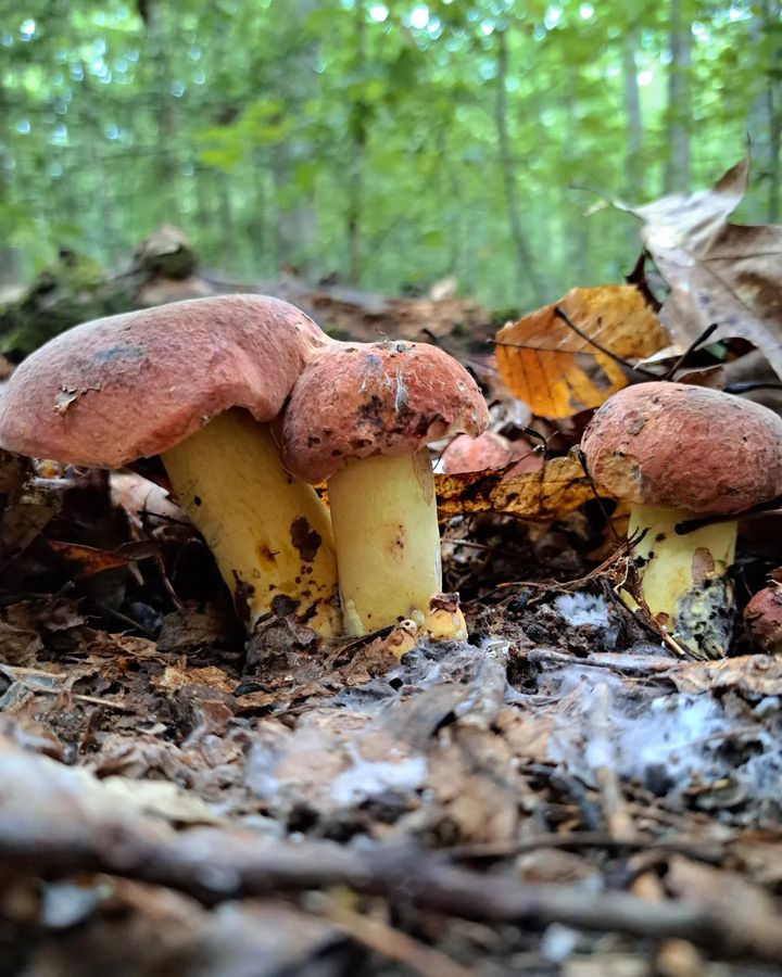 A portrait of three Bicolor Bolete mushroom popping from the ground.