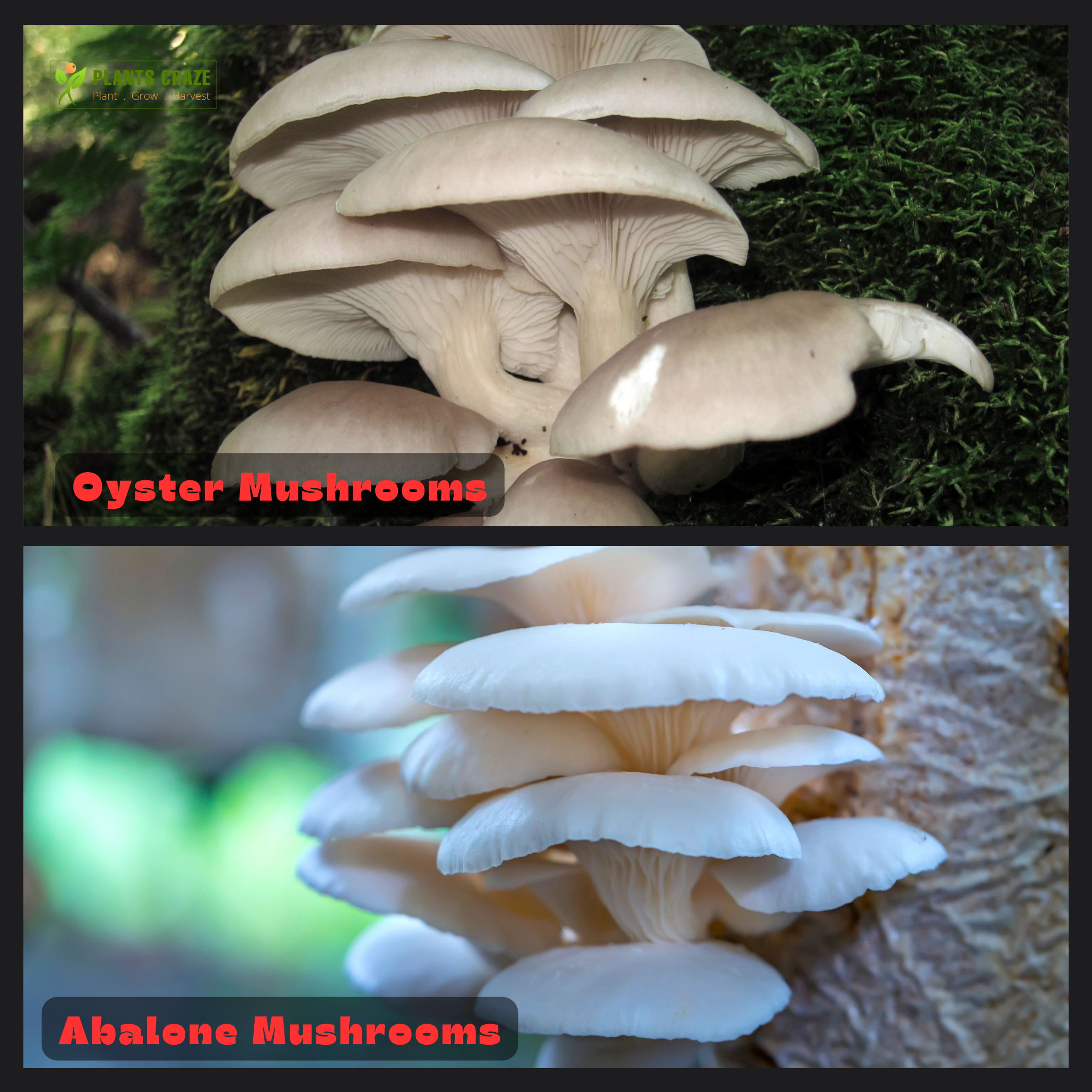 Abalon vs Oyster mushrooms