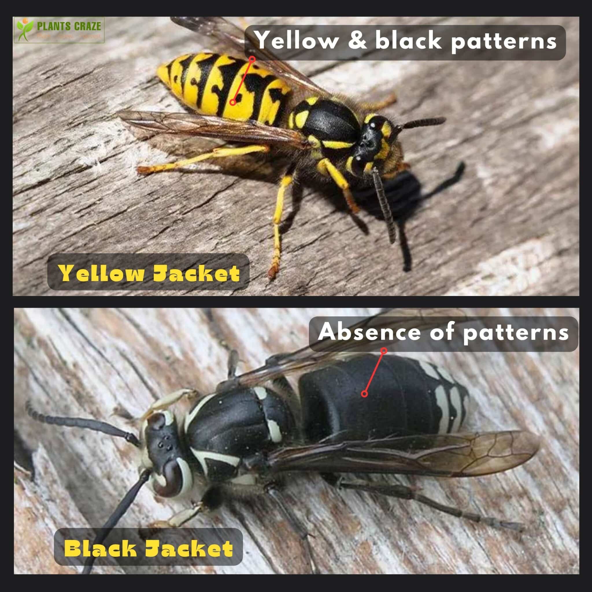 Difference in patterns between Yellow and Black Jacket