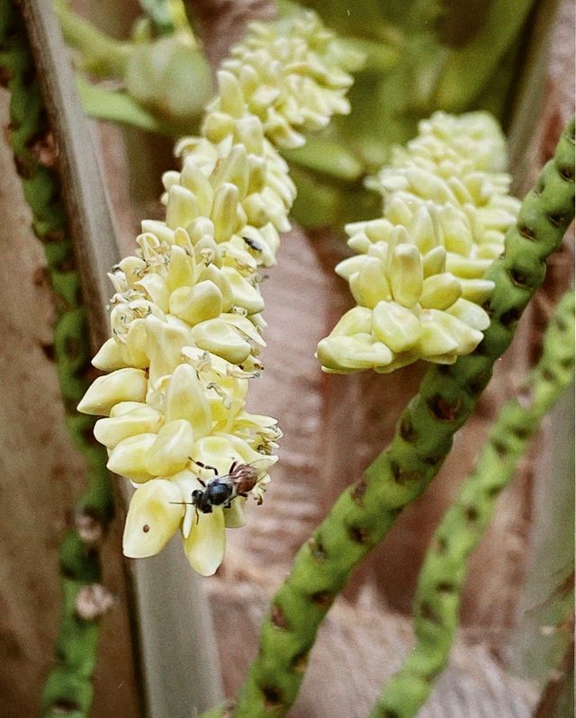 Bee on a Coconut flower