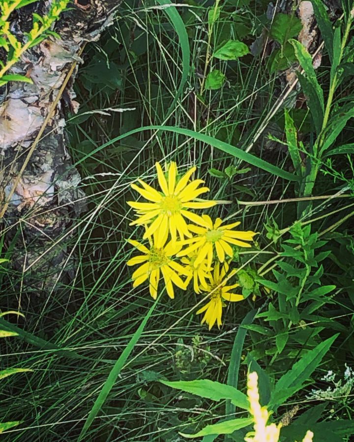 Flower with yellow petals