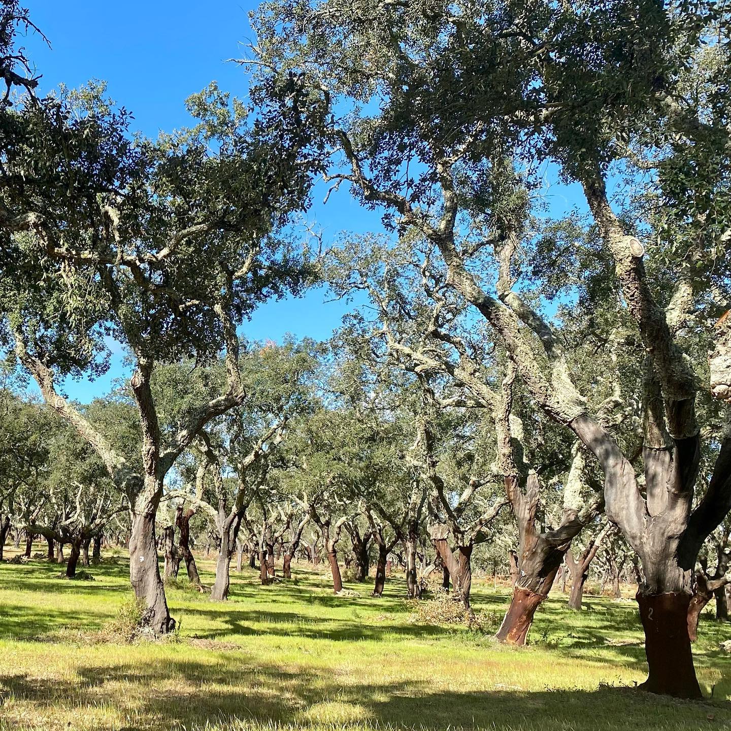 Cork Oak tree