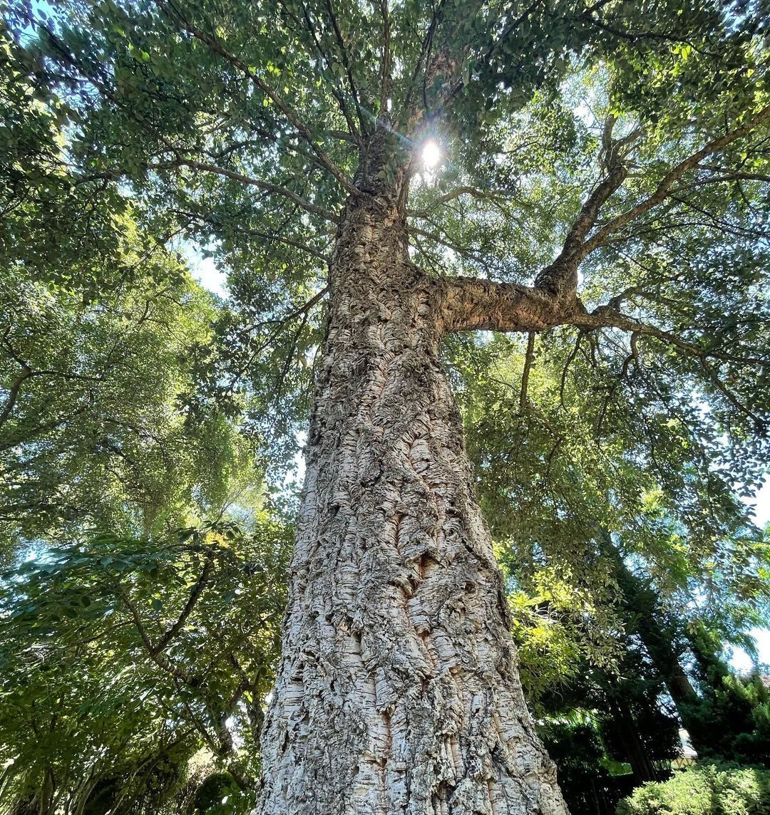Corkoaktrees