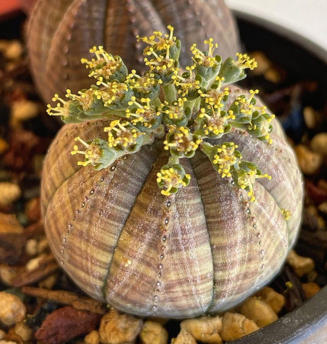 Image represents the female flowers of Baseball Plant
