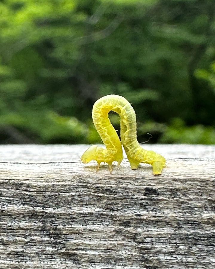 A Hackberry Tree Worm crawling