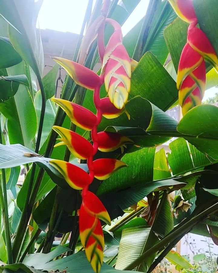 A hanging lobster claw plant.