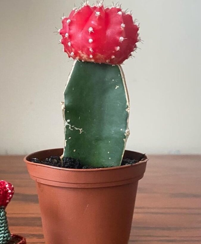 Image represents potted Moon Cactus