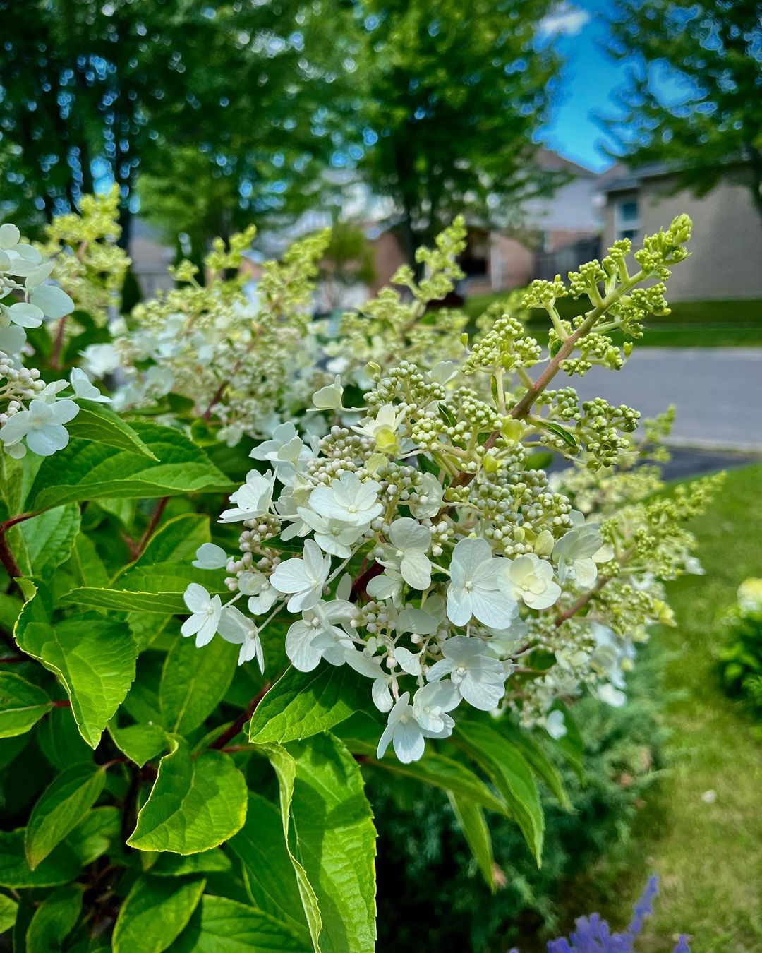 Pinky Winky Hydrangea Problems