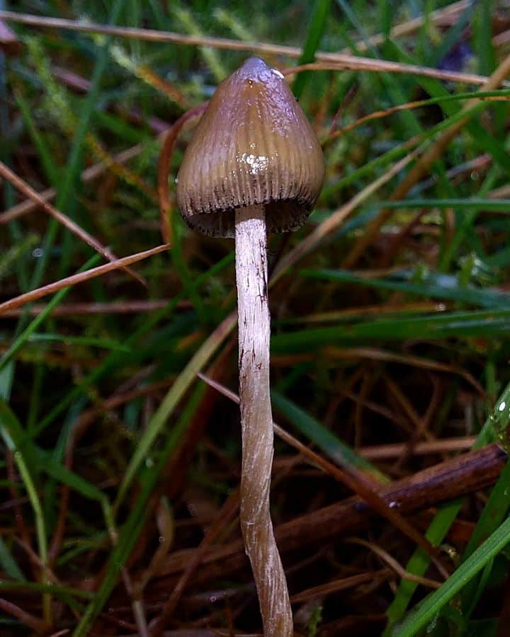 3 Psilocybe Semilanceata Look Alikes Know The Imposters