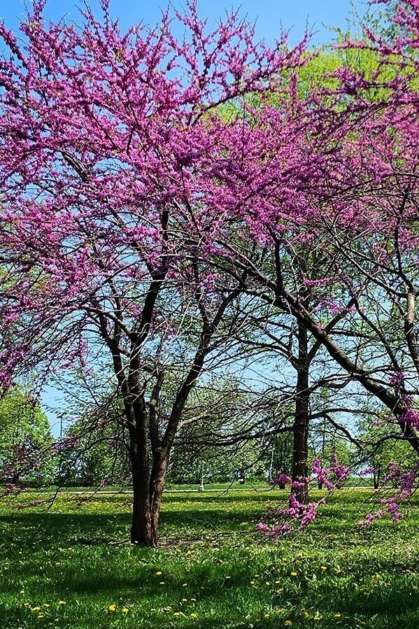 Beautiful Redbud Trees