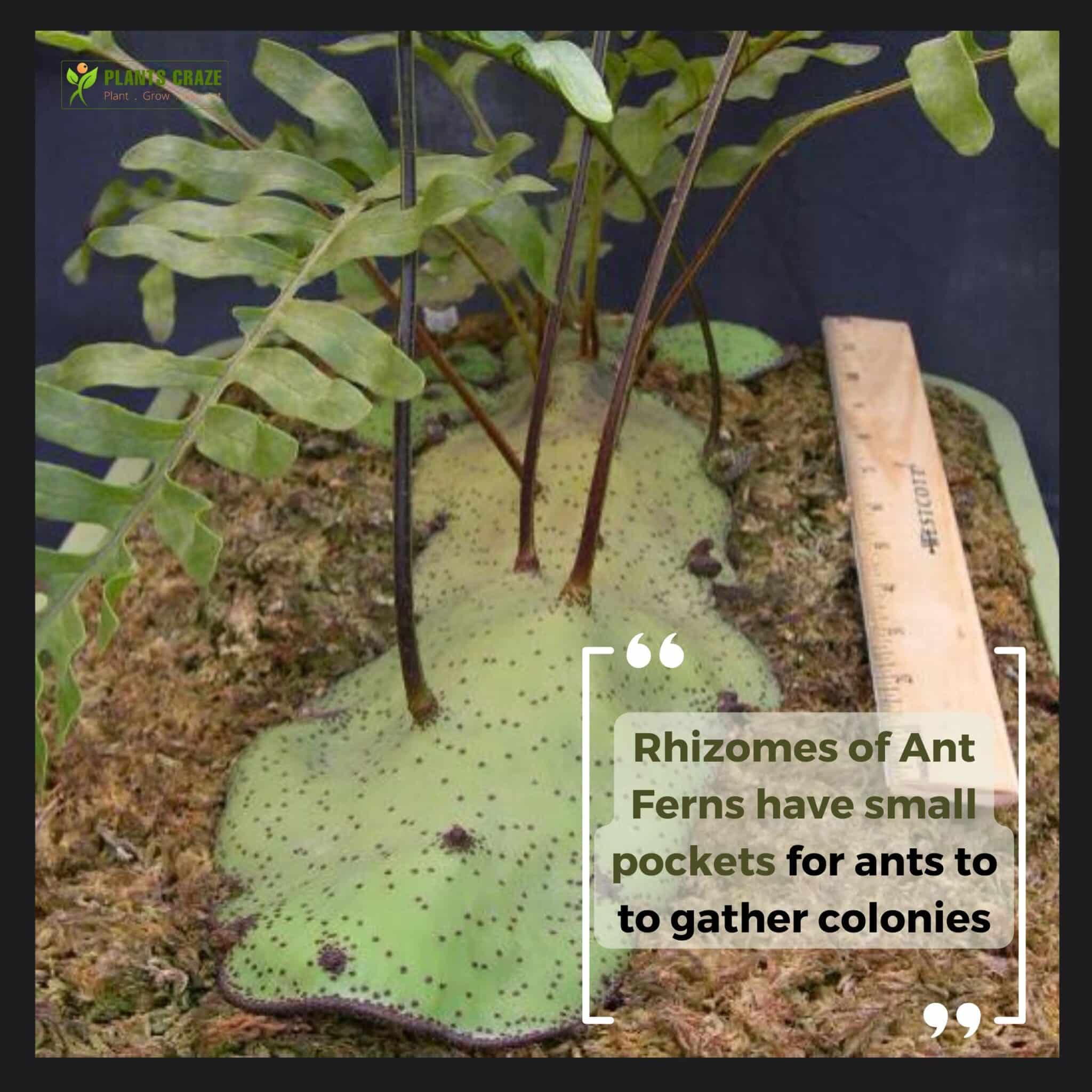 Image illustrates the rhizome of Ant Fern