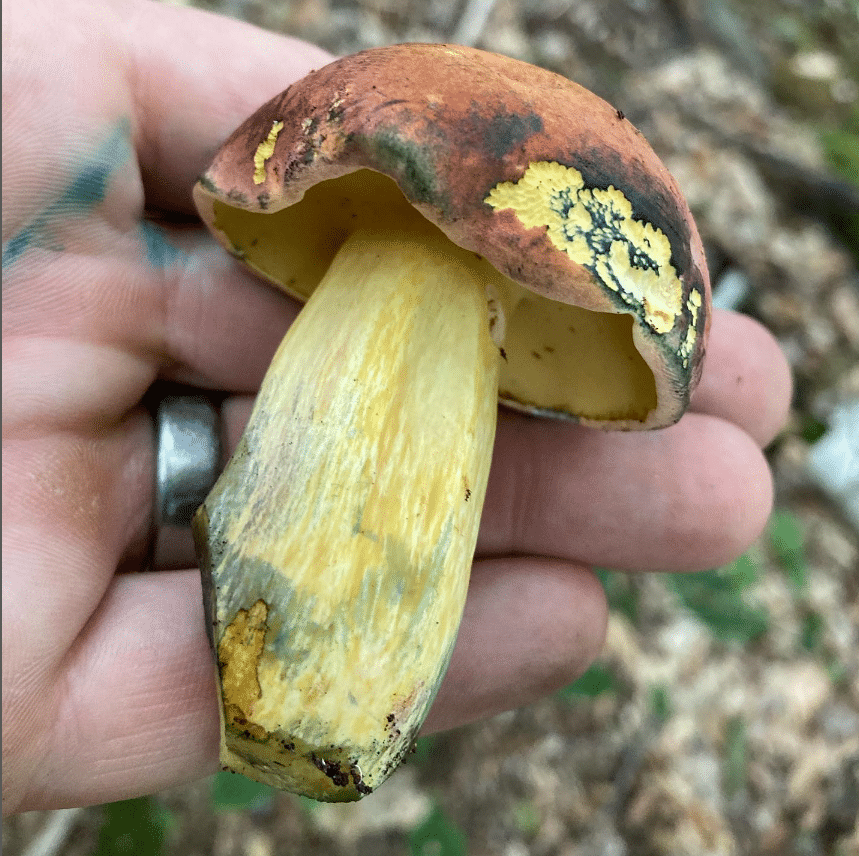 A bruised Boletus sensibilis held on a palm.
