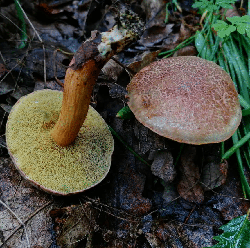 A photo of Xerocomus chrysenteron, one upside down and one still unplucked.