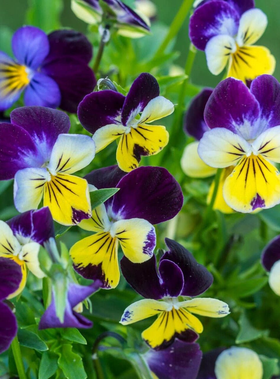 Multicolored flowers of Viola plant
