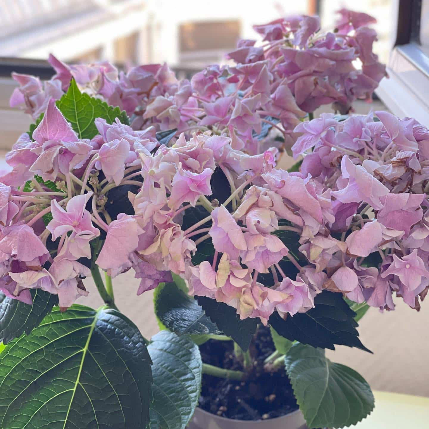 Wilting Pinky Winky Hydrangea