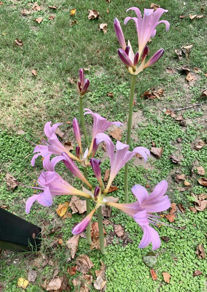Belladonna lily pink flower with no leaves