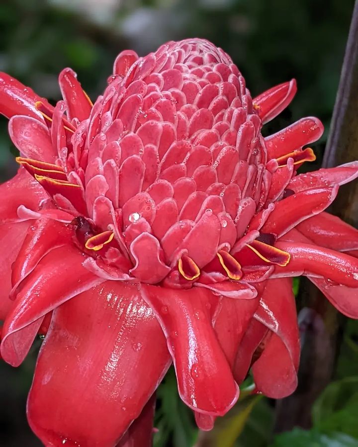 Ginger torch flower with red petals.