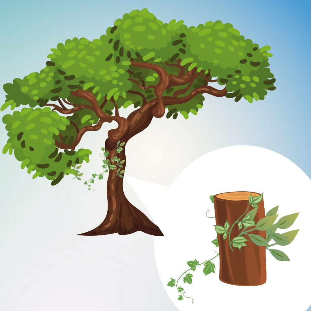 Saplings growing on trees