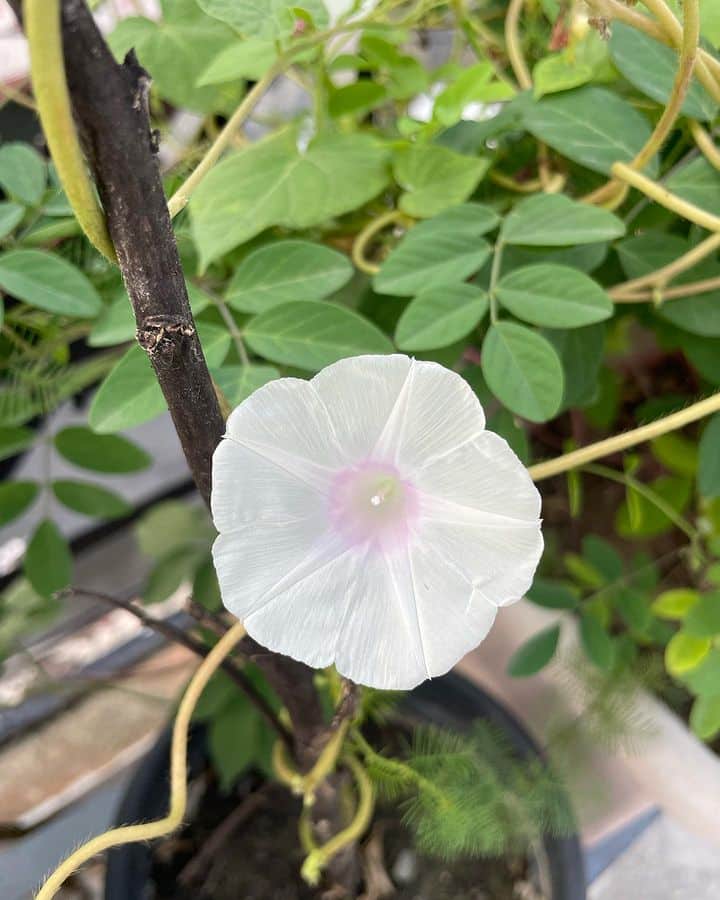 White Morning Glory flower