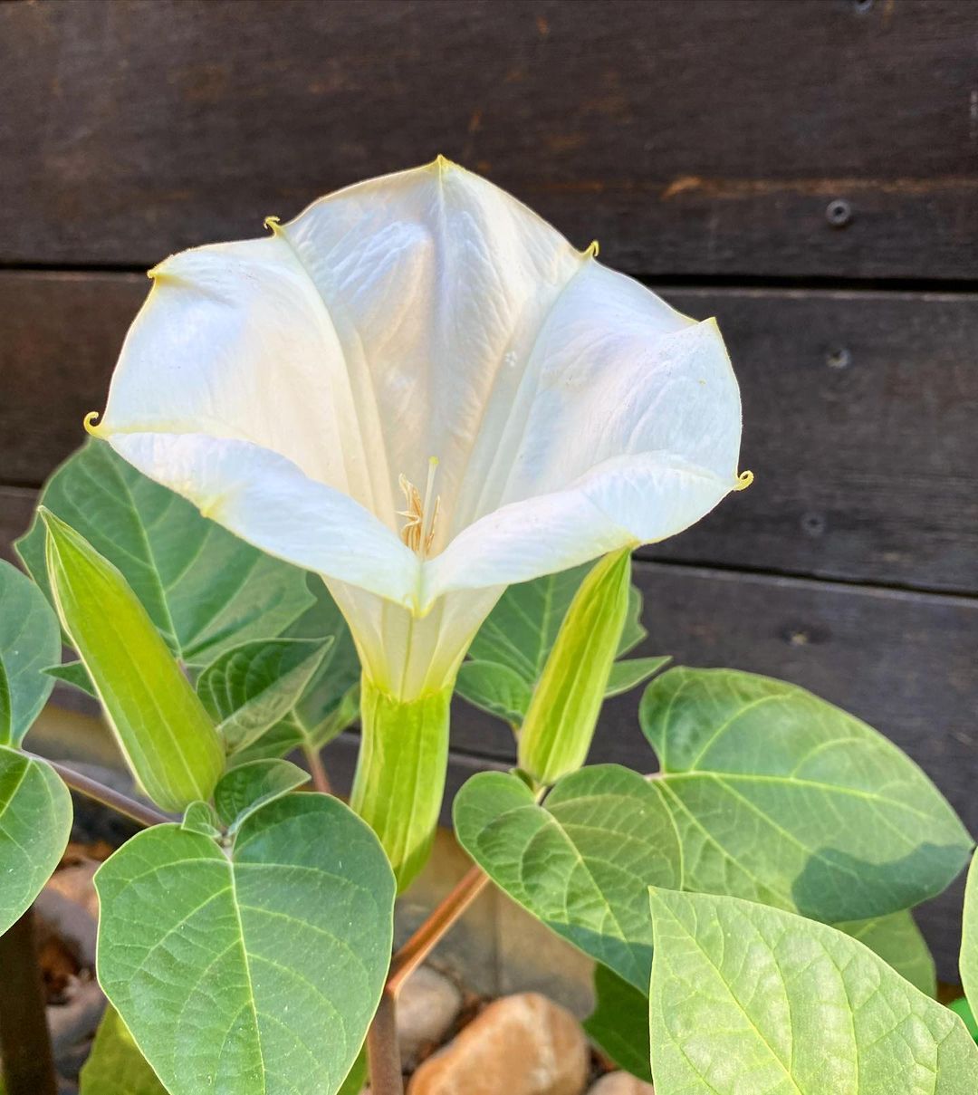 Moon Flower with white petals