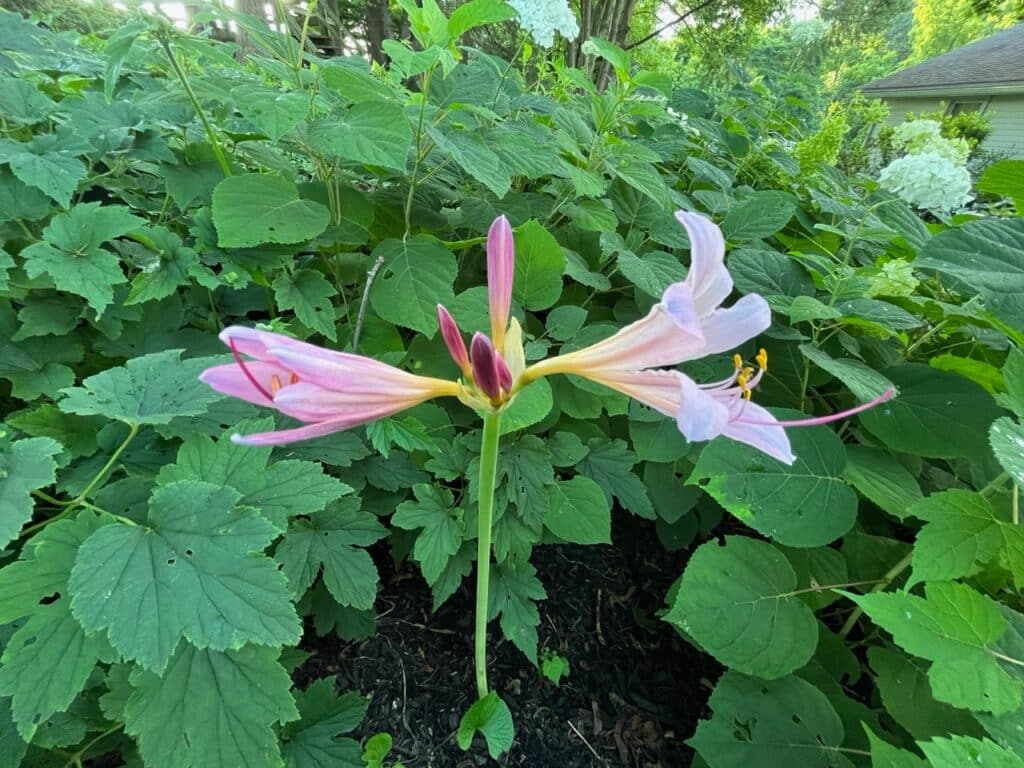 plant with pink flower, no leaves, long stem