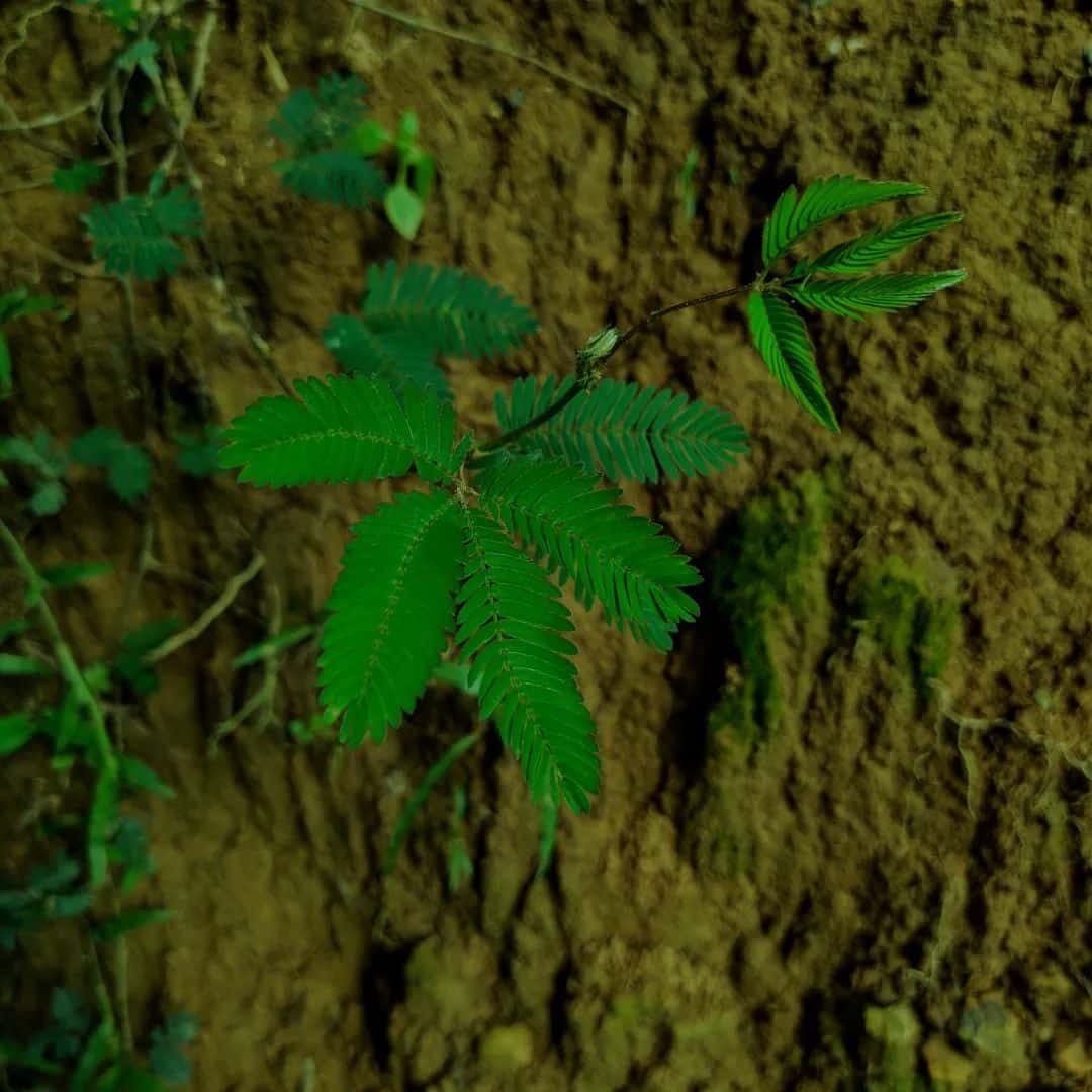 Mimosa leaves that fold when tickled