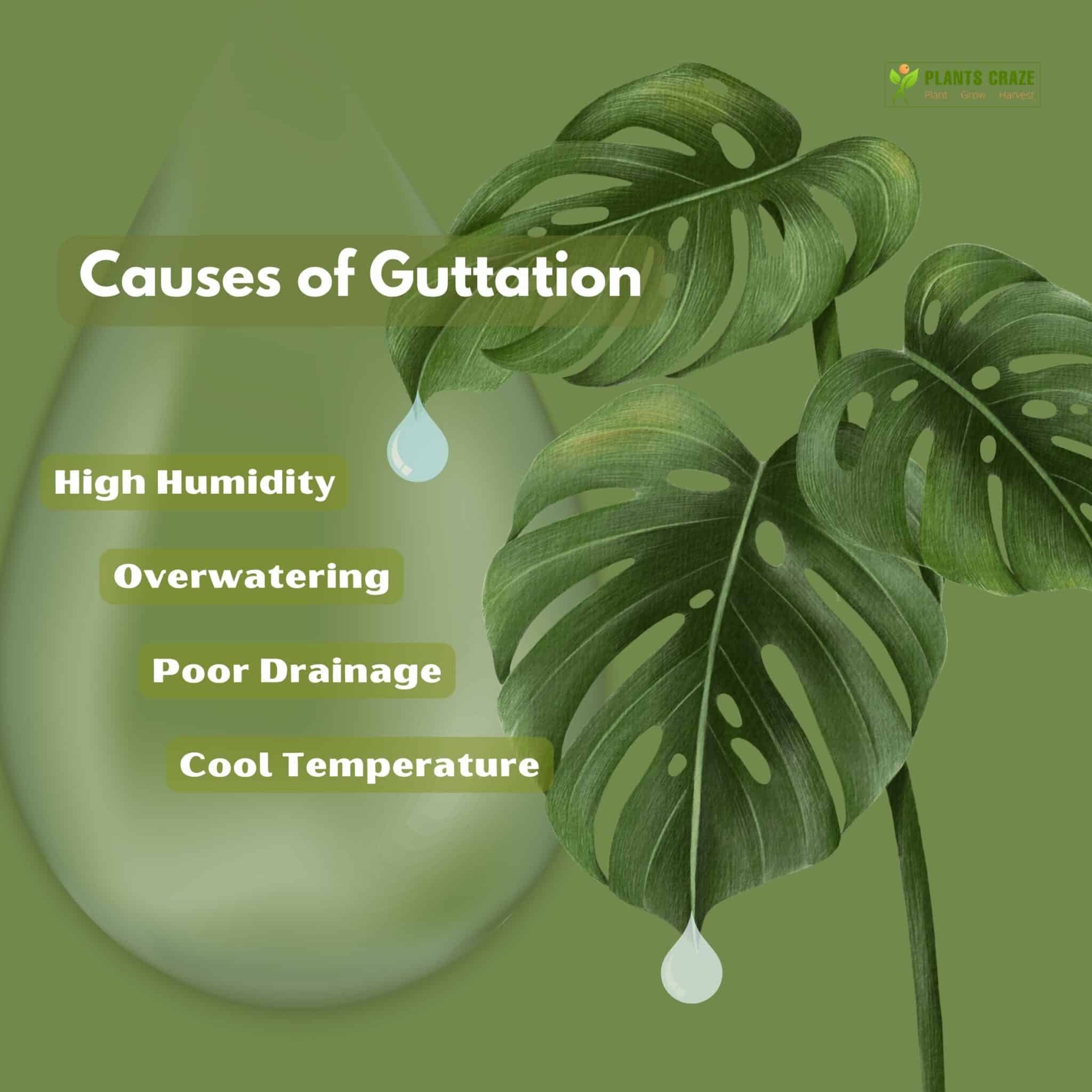 Image illustrates the causes of guttation in Monstera