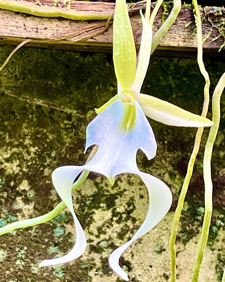 Omkara flower on the tree