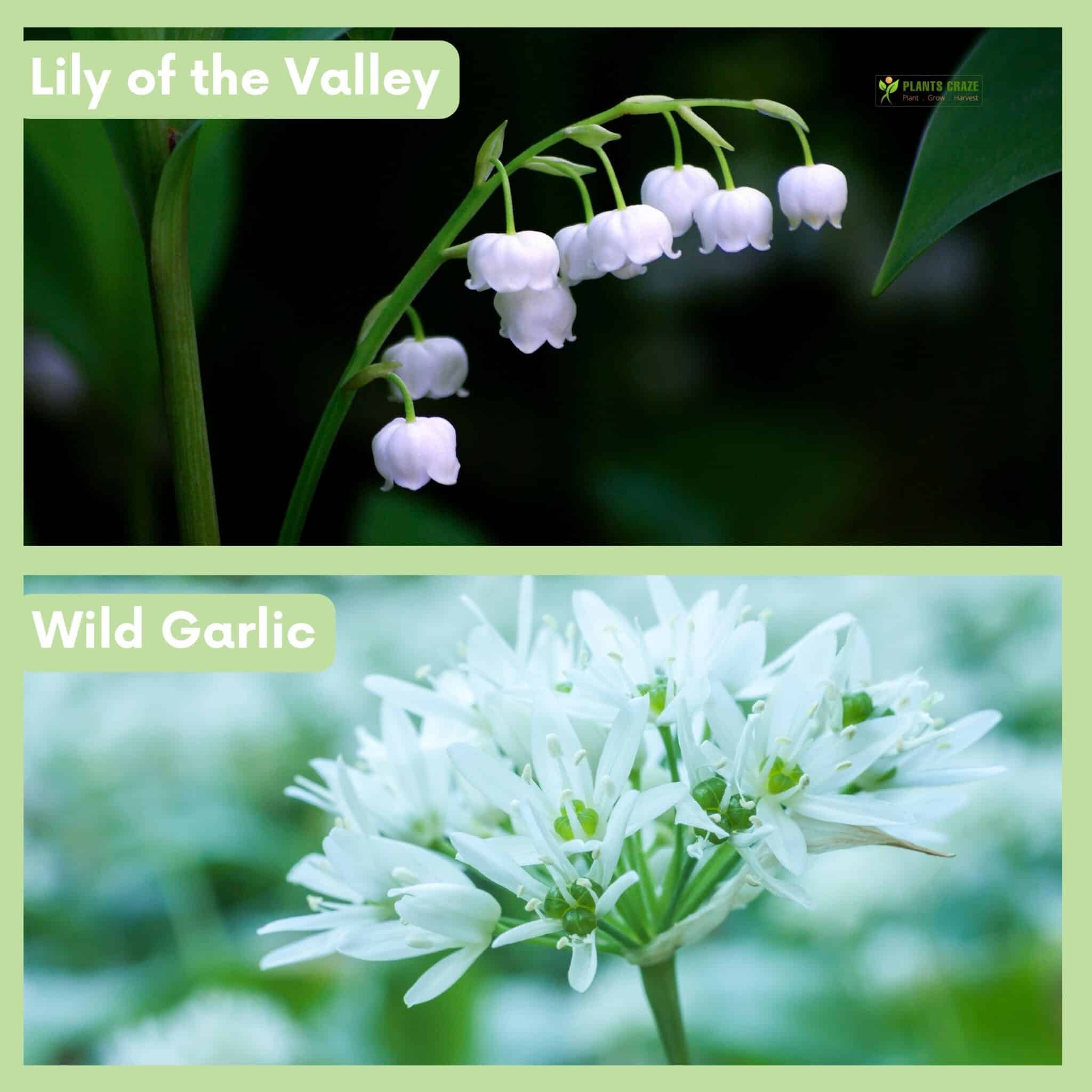 Lily of the Valley and Wild Garlic