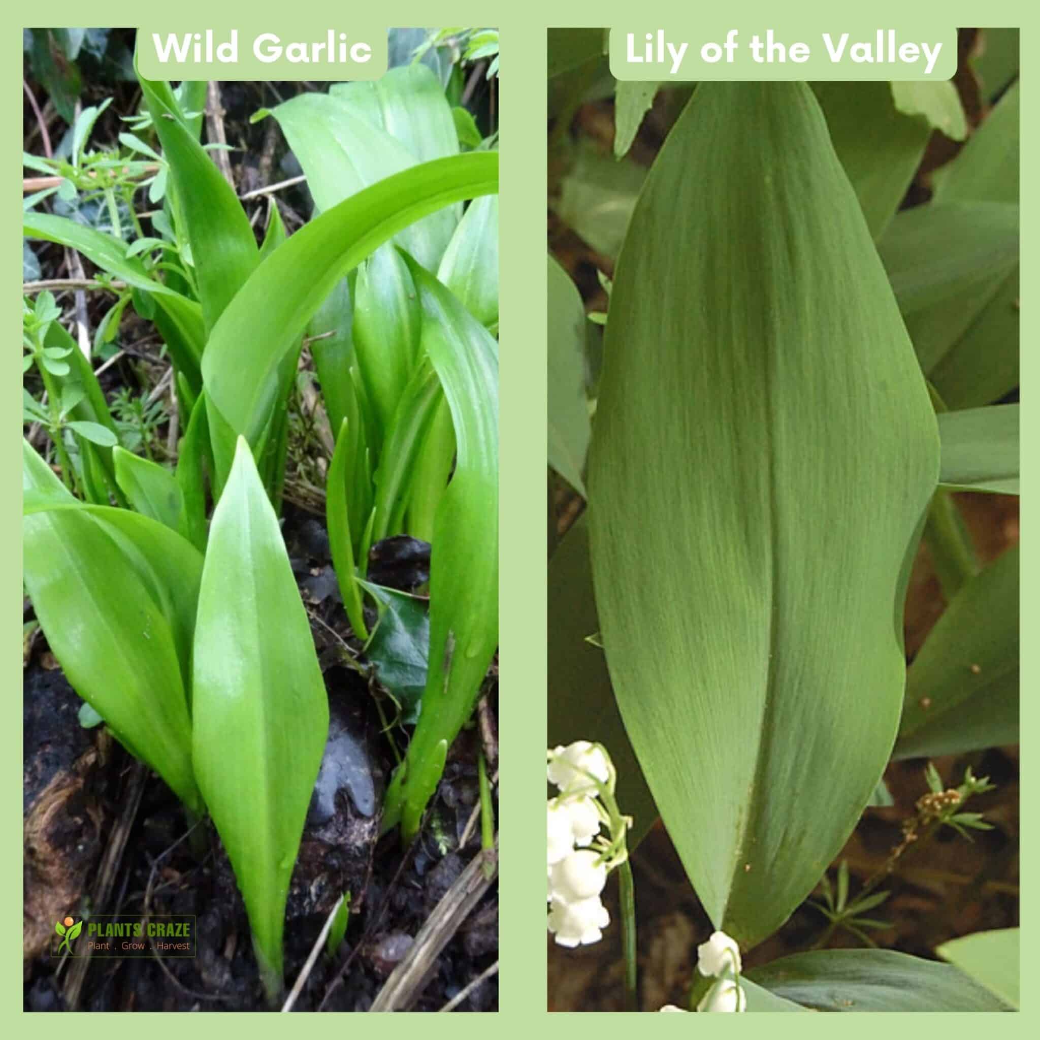 Lily of the Valley vs Wild Garlic.